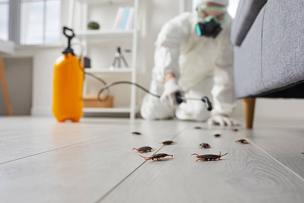 Commercial Kitchen Cockroach Control in St. Louis